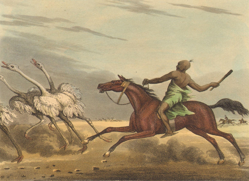 ARABIA. Arabs hunting Ostriches on horseback with stick (Edward Orme)  1814